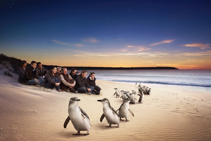 Phillip Island Penguins Self-Drive