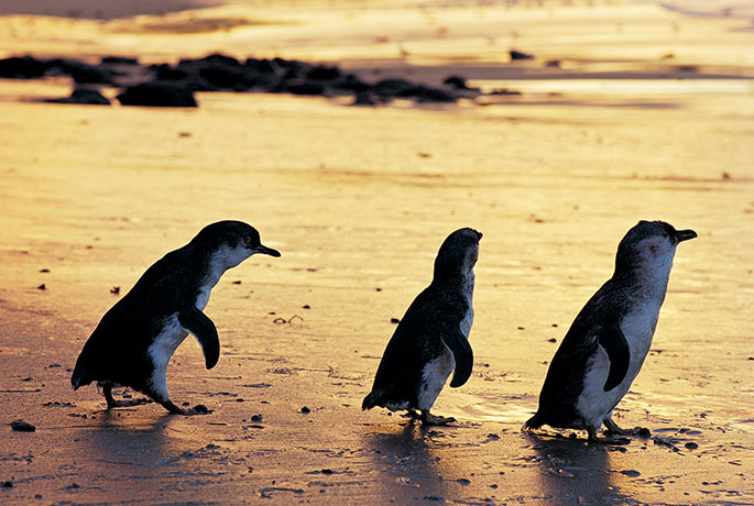 Phillip Island Penguins Self-Drive