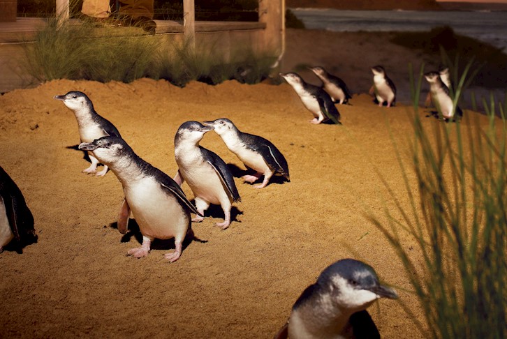 Yarra Valley & Penguins Self-Drive