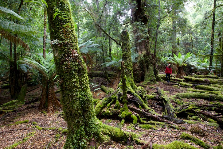 Tasmania's Natural Wonders Premium Coach Touring