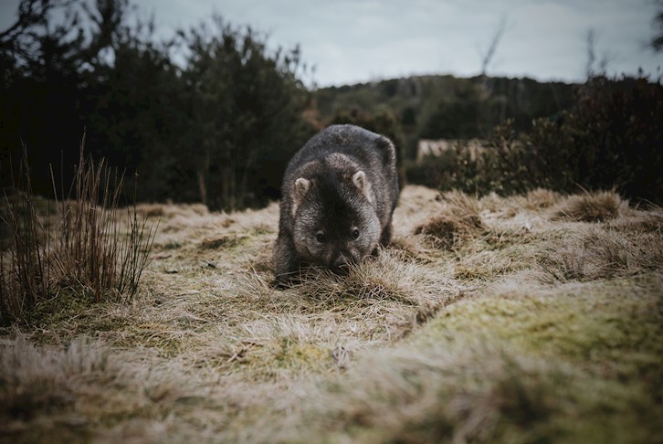 Wildlife of Tasmania Premium Small Group Touring