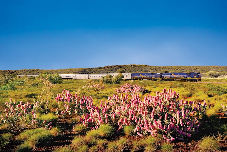 Indian Pacific to Perth Wildflower Discovery
