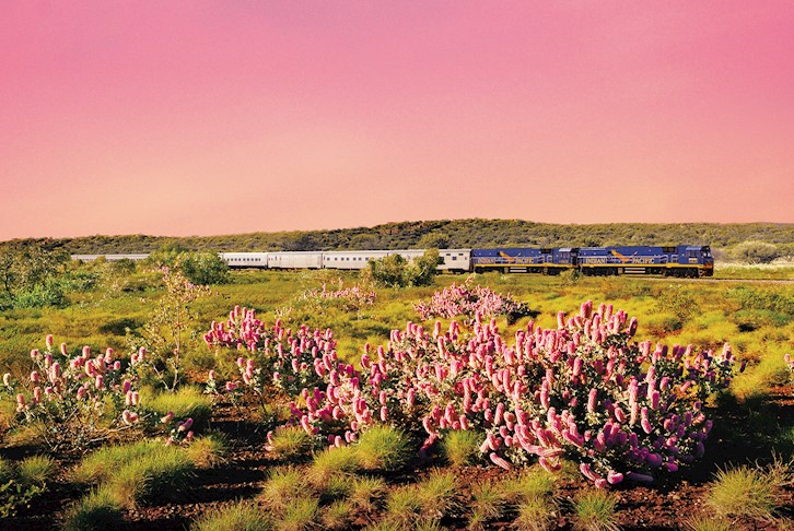 Indian Pacific to Perth Wildflower Discovery