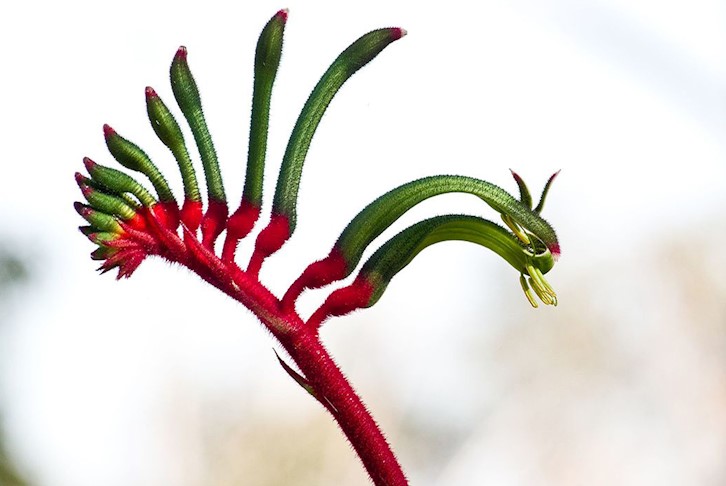 South West Wildflower Expedition Luxury 4WD Touring