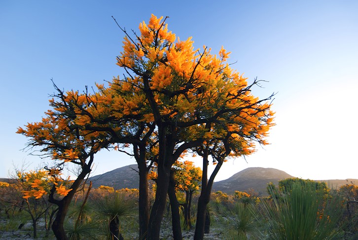 South West Wildflower Expedition Luxury 4WD Touring