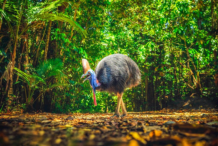 Cairns & Port Douglas All-Inclusive