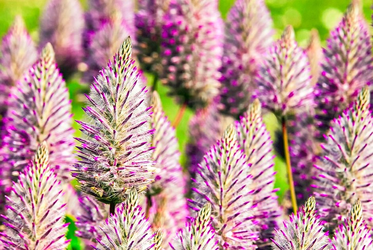 Perth All-Inclusive with Wildflower Discovery