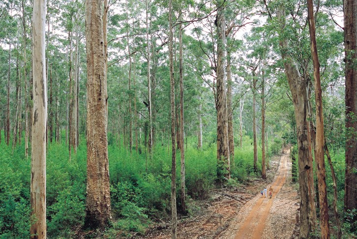 Pemberton & Margaret River Self-Drive