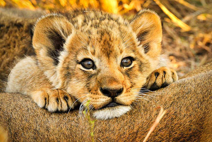 Cape Town & Kruger Africa Safari Tour